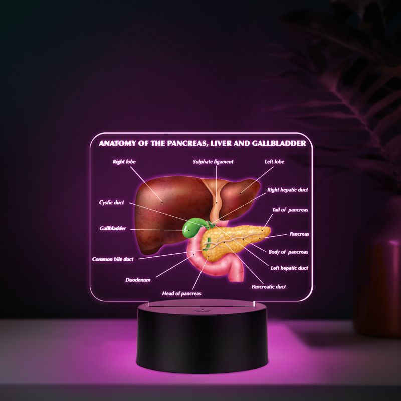 3D Illusion Liver Function LED Night Lamp Educational Study Table Lamp with 7 Color Changing Light Medical Student Room & Doctor Clinic Decor